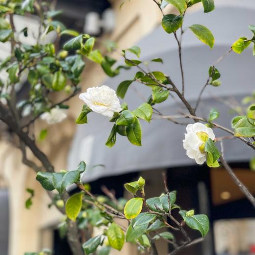 B SIGNATURE Hotels & Resorts